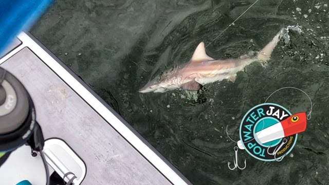 TWJ Palma Sola 7 9 24 thumbnail